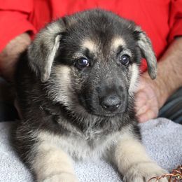 A - Black and tan female German Shepherd puppy in Yakima, Washington from Bahr-S German Shepherds