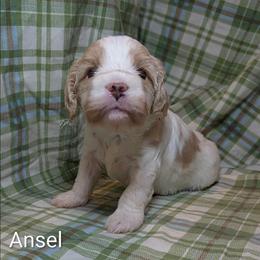 Ansel - Red and white female Cockapoo puppy in Sunset, Louisiana from Cano Cockapoos