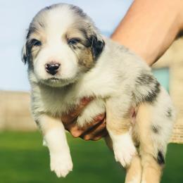 Australian Shepherd Puppies from Boise Aussie Paws