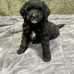Labradoodle and Poodle Puppies from Top Knot Companions Poodles and Labradoodles
