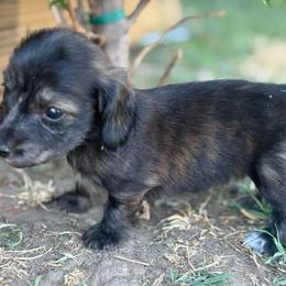 AKC SHADED RED or CREAM BRINDLE LONGHAIR - Brindle male Dachshund puppy in Anderson, California from Golden Paws Dachshunds
