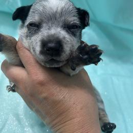Orange - Blue male Australian Cattle Dog puppy in Chelsea, Oklahoma from CT Mini Heelers