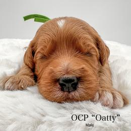 Oatty - Red  male Goldendoodle puppy in Sunman, Indiana from Brunsman Country Doodles LLC
