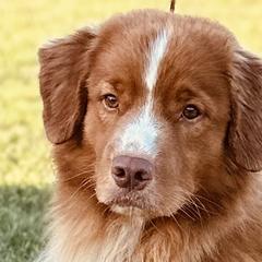 Chase - Nova Scotia Duck Tolling Retriever