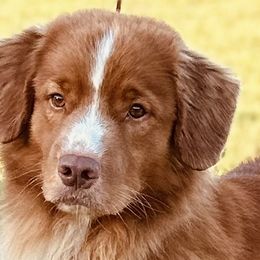 Chase - Nova Scotia Duck Tolling Retriever