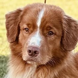 Chase - Nova Scotia Duck Tolling Retriever