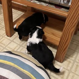 Pop - Black and white male Border Collie puppy in Bloomingdale, New Jersey from Epic Borders