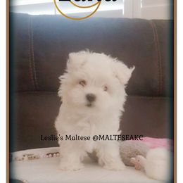 Maltese Puppies from Leslie's Maltese