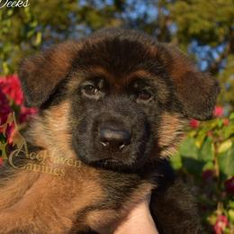 Blue Collar - Black and red male German Shepherd puppy in Orlando, Florida from AceHaven Canines