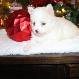 Alaska - White female Pomsky puppy in Casa Grande, Arizona from Arizonas Pomsky Squad