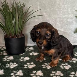 Martha - Black female Dachshund puppy in Brandon, Florida from Knights Dachshunds