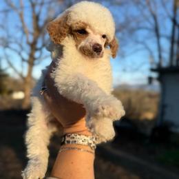 Pudding - Parti female Poodle puppy in Greeneville, Tennessee from Smokey Mountain Sheepadoodles