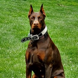 Bella - Doberman Pinscher