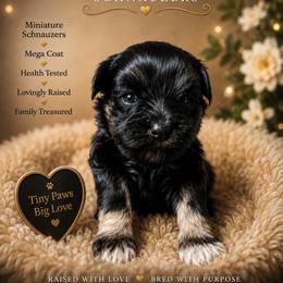 Phoebe - Black female Miniature Schnauzer puppy in Miami, Florida from Chiquiticos Shnauzers