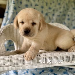 Haley - Yellow female Dilute Retriever puppy in Sullivan, Missouri from O’Dell Labs