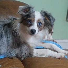 Toy Australian Shepherds from Tater Tot aussies