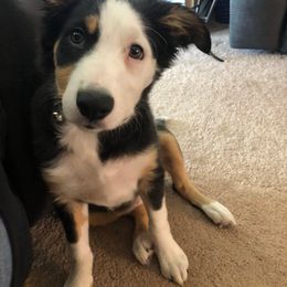 Border Collie Puppies from SoCal Border Collies