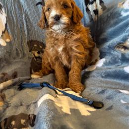 Durango - Red  male Goldendoodle puppy in Chino Valley, Arizona from Bass Creek Doodles