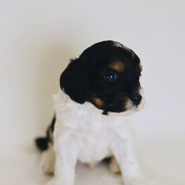 Sylvester Stalone - Tri-color male Cavapoo puppy in Pleasant Grove, Utah from Canterbury Canines