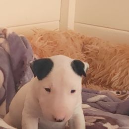 Bull Terrier Puppies from Rockbuster Bull Terriers