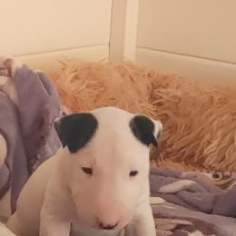 Bull Terrier Puppies from Rockbuster Bull Terriers