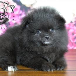 Latte - Black female Pomeranian puppy in Fultonville, New York from Sandy Aussies & Pomeranians