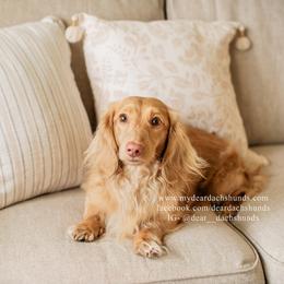 Nico - Dachshund