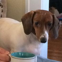 Bella - Dachshund
