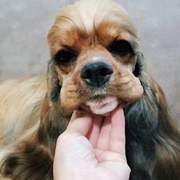 Cavapoos, Cockapoos, and Cocker Spaniels from Britts.Darling.Doodles