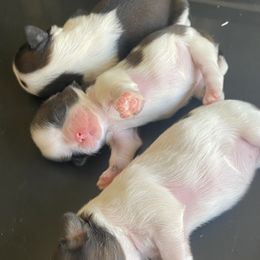 Shih Tzu Puppies from Willow Lane Shih Tzus