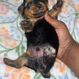 Buster 2000 - Black and tan male Yorkipoo puppy in Gastonia, North Carolina from Dynasty Kennel