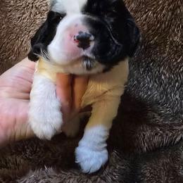 Storm - Sable and white male Cocker Spaniel puppy in Florence, South Carolina from Reddick's American Cocker Spaniels