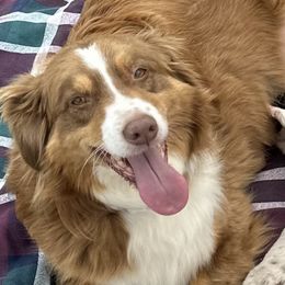 Paisley - Australian Shepherd