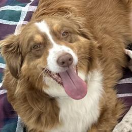 Paisley - Australian Shepherd