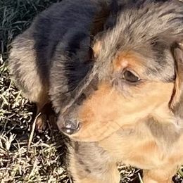 Cardigan Welsh Corgis and Dachshunds from L&B lowriders