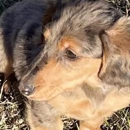 Cardigan Welsh Corgis and Dachshunds from L&B lowriders
