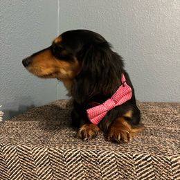 Cali - Dachshund