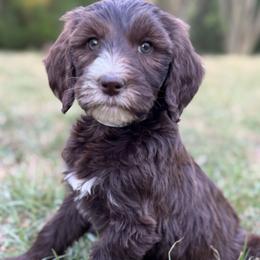 Goldendoodle puppies from A Breed Above Kennels