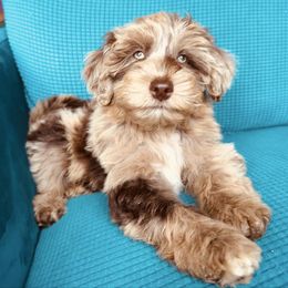 Rosetta- only available locally - Red merle female Aussiedoodle puppy in Watertown, Wisconsin from Little Bear Paws Aussiedoodles