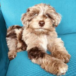 Rosetta- only available locally - Red merle female Aussiedoodle puppy in Watertown, Wisconsin from Little Bear Paws Aussiedoodles