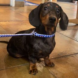 Dachshund Puppies from Harper’s Waggin Winnie’s