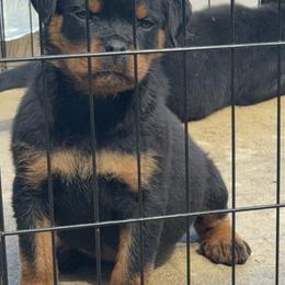 Spring - Black and mahogany female Rottweiler puppy in Smyrna, Georgia from HYIQ