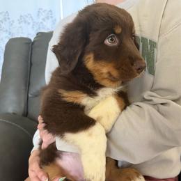 Kit Kat - Red tri-color female Australian Shepherd puppy in Weeki Wachee, Florida from Ace of Spades Australian Shepherds