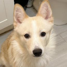Sam - White female Pomsky puppy in Bolton, Connecticut from Elle Pomsky
