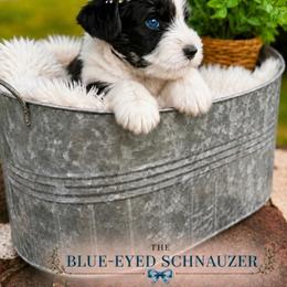 Charlie - Parti female Miniature Schnauzer puppy in Winter Haven, Florida from The Blue Eyed Schnauzer