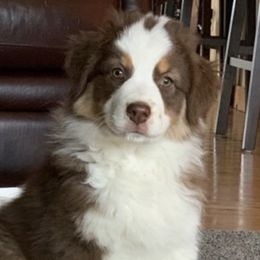 Australian Shepherds from Turnintheherd Aussies