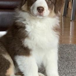 Australian Shepherds from Turnintheherd Aussies