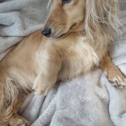 Dachshund Puppies from Leroux Creek Cream Dachshunds