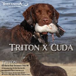 Chesapeake Bay Retriever puppies from Terranova Retrievers