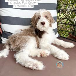 Haze - Parti male Double Doodle puppy in Southwest Ranches, Florida from Dandy Doodle Ranch
